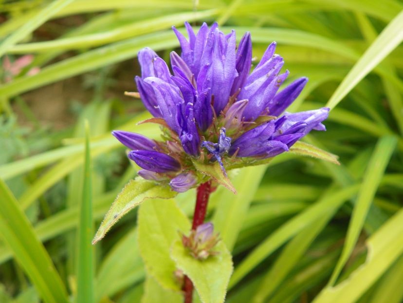 campanula glomerata - Dobarland 2018 2