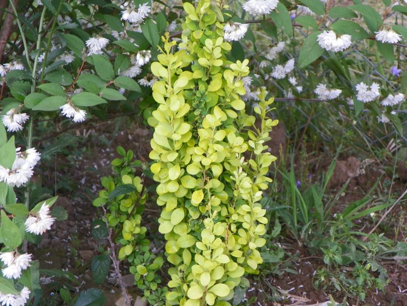 berberis Maria - Dobarland 2018 2