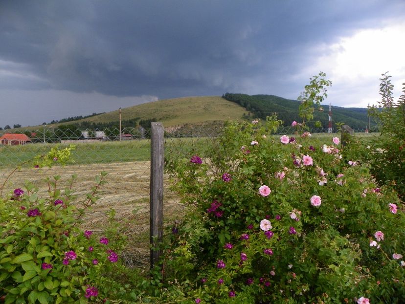 Rose Marie Viaud si Kir Royal - Dobarland 2018 2