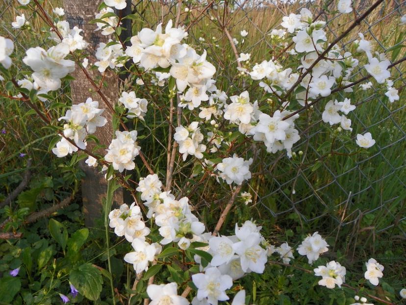 philadelphus Innocence - Dobarland 2018 2