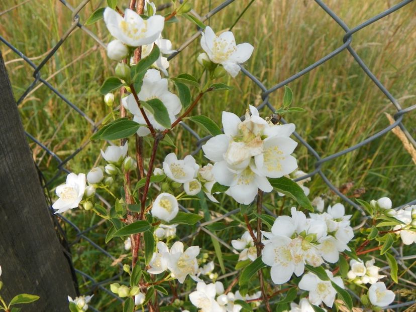 philadelphus Innocence - Dobarland 2018 2
