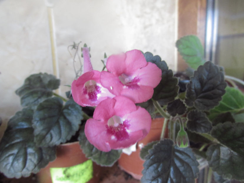 Sinningia SRGs Cindy Belle - Siningii