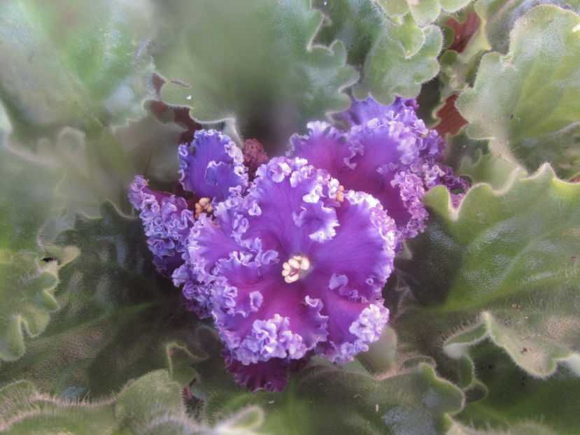 Le Reigning Beauty - Violete