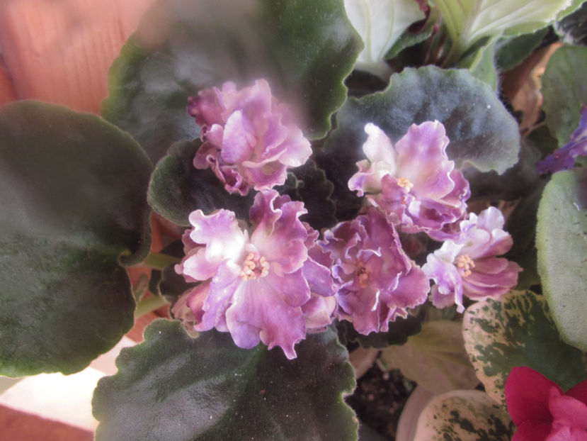 RS Dikij Les - Violete