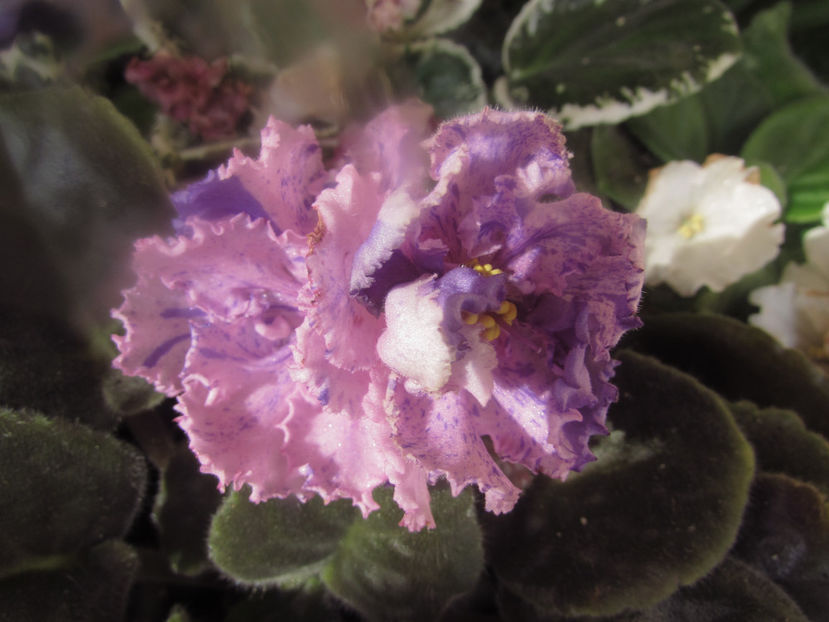 RS Zabyaka - Violete