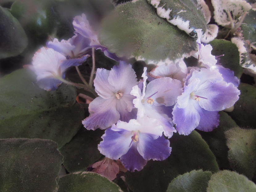 AE Amur - Violete