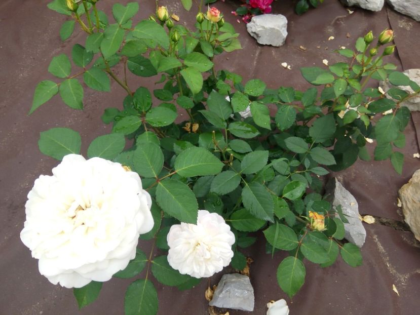  - White Gruss an Aachen-