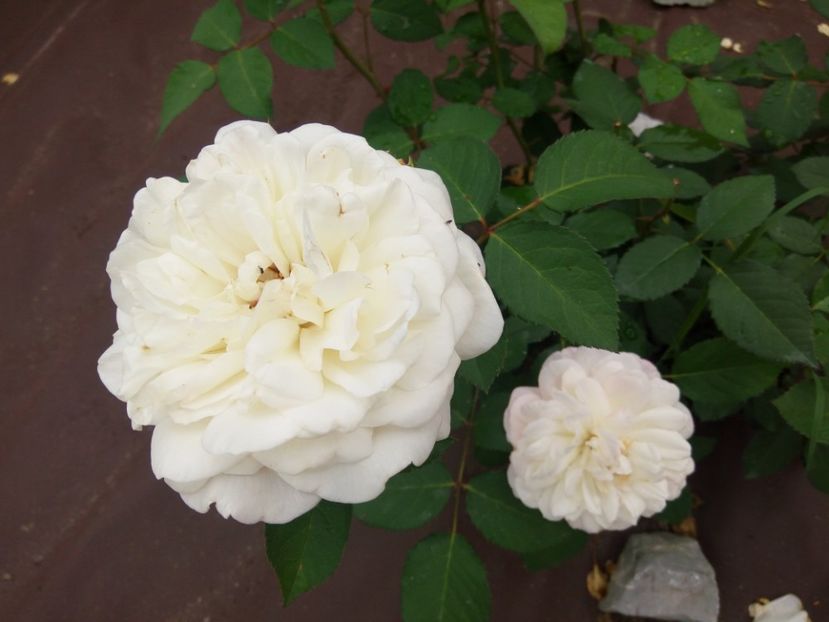  - White Gruss an Aachen-