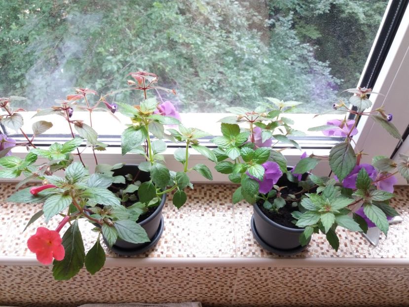 1528529167988-835095157 - Achimenes