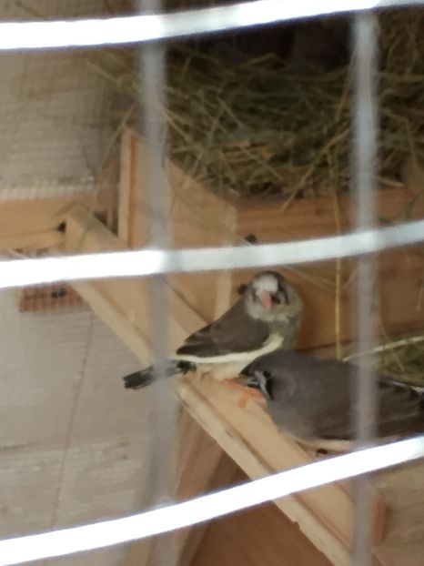 3130E6B9-263F-4A6B-A96F-F3137FF7AA2B - Ceva rezultate la voliera