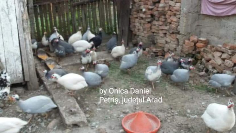  - Bibilici colorate