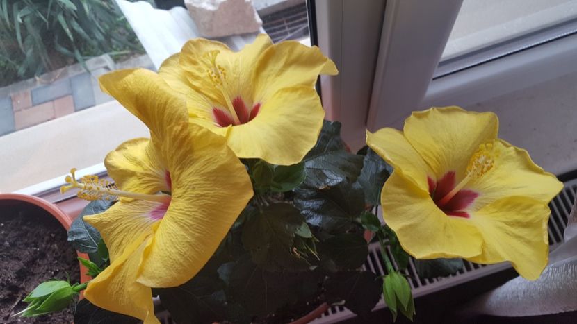 - Hibiscus Adonicus Yellow
