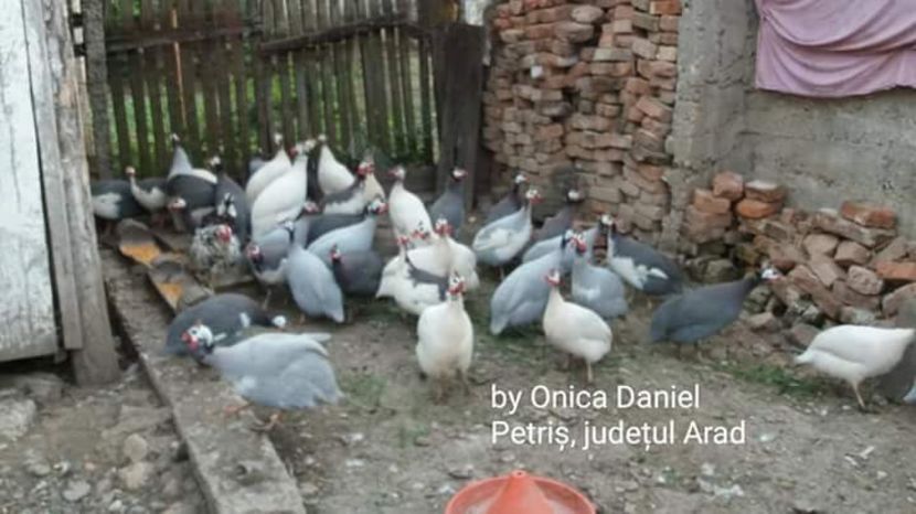  - Bibilici colorate