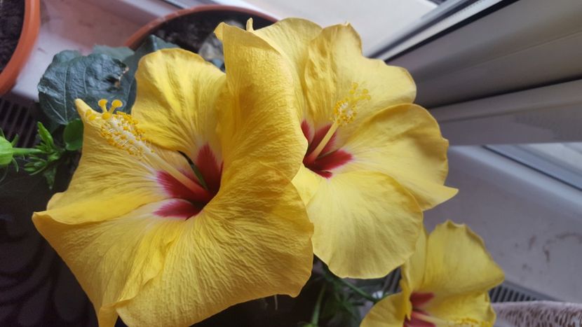  - Hibiscus Adonicus Yellow