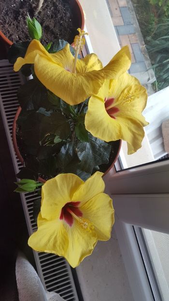  - Hibiscus Adonicus Yellow