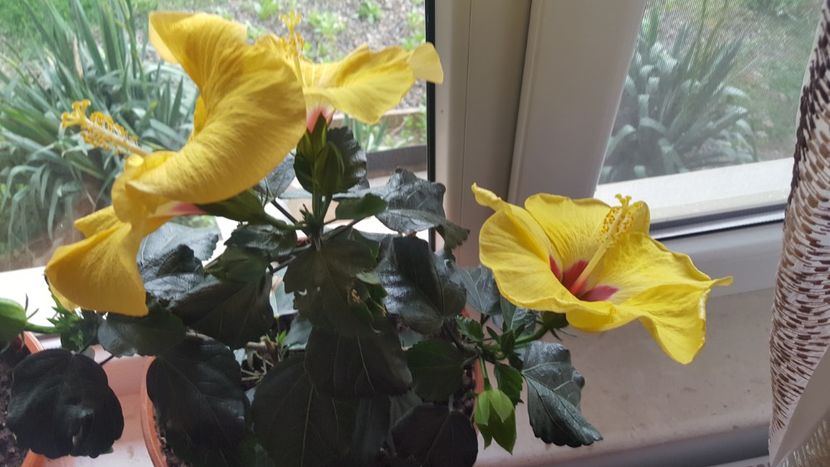  - Hibiscus Adonicus Yellow
