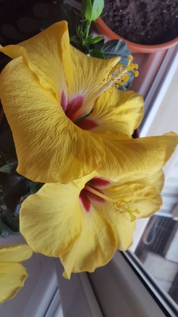  - Hibiscus Adonicus Yellow