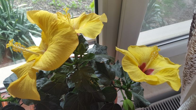  - Hibiscus Adonicus Yellow