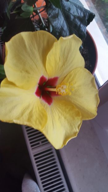  - Hibiscus Adonicus Yellow