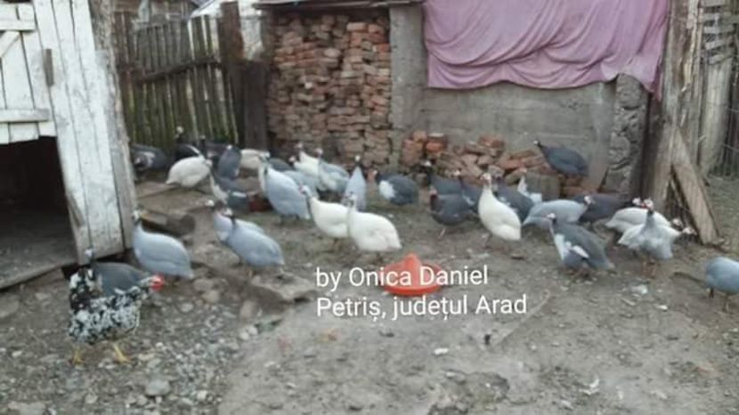  - Bibilici colorate