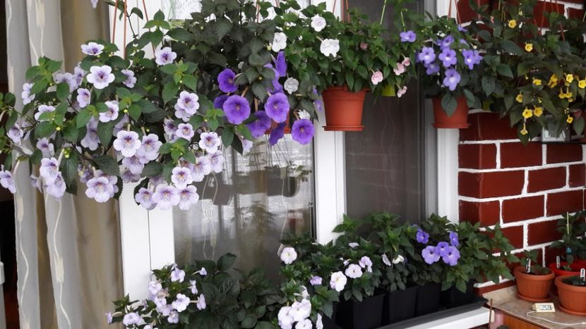 09 iunie - 09 Achimenes 2018