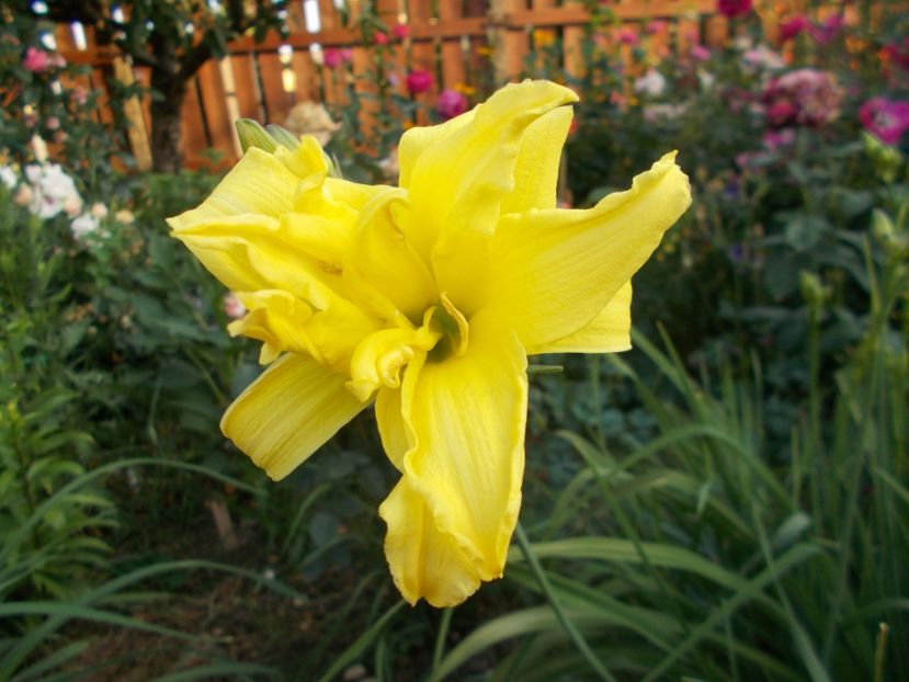 Double River Wye - Hemerocallis 2018