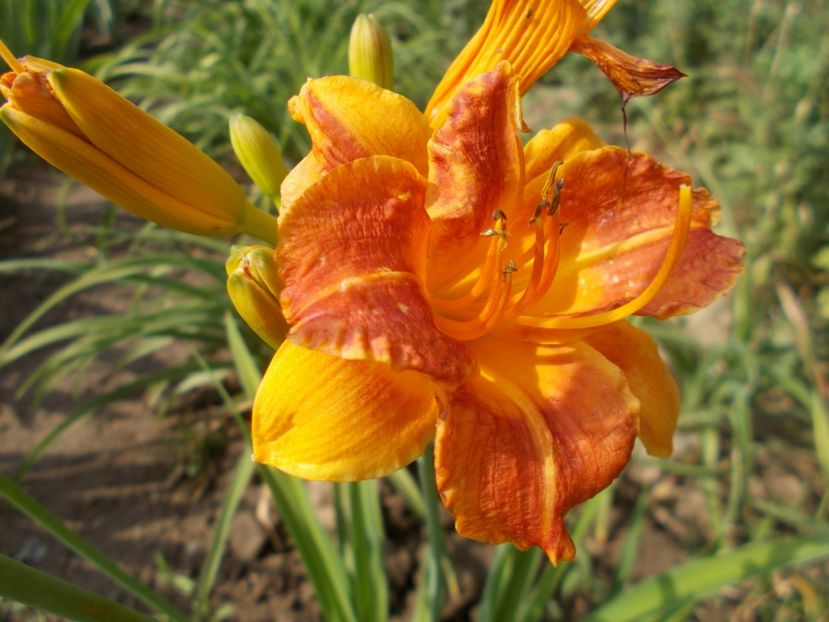 MY MELINDA - Hemerocallis 2018