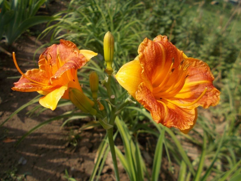  - Hemerocallis 2018