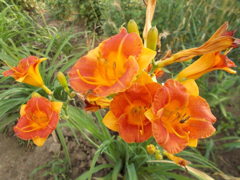  - Hemerocallis 2018