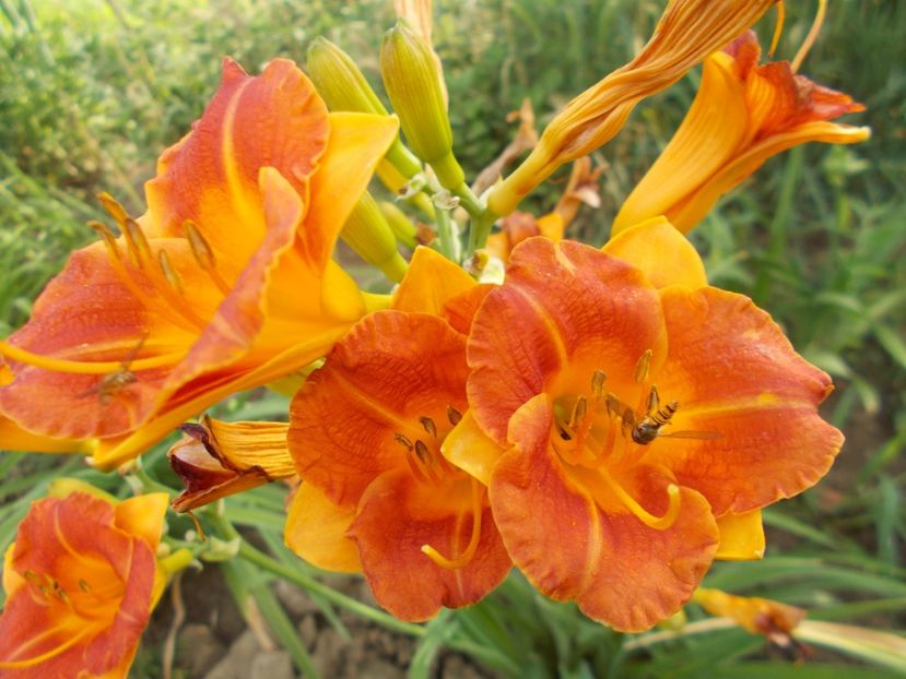  - Hemerocallis 2018