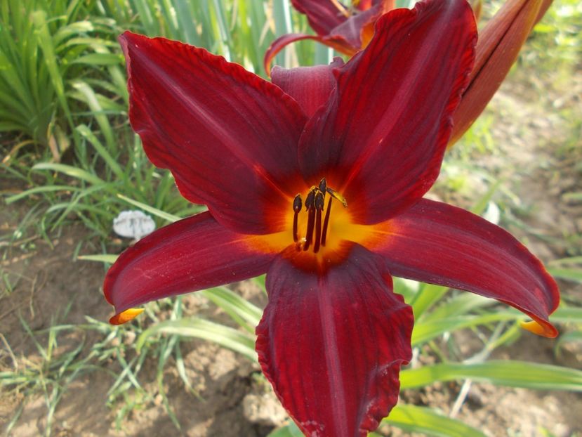 CAREY QUEEN - Hemerocallis 2018