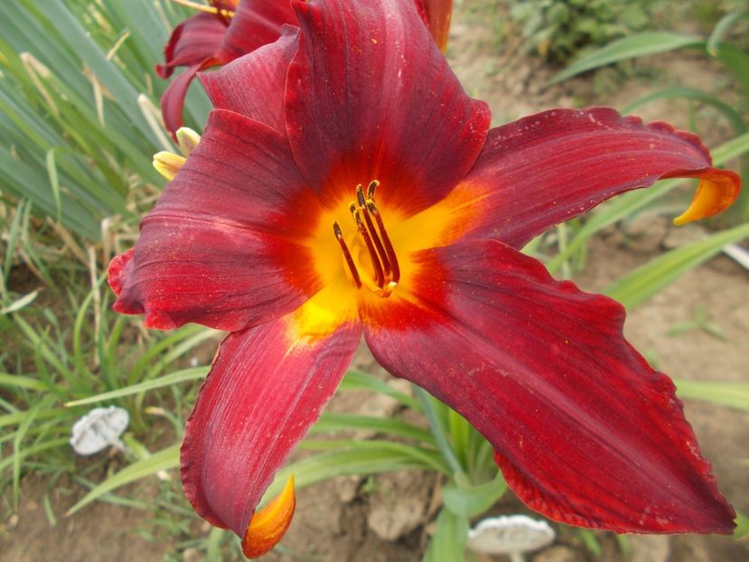  - Hemerocallis 2018