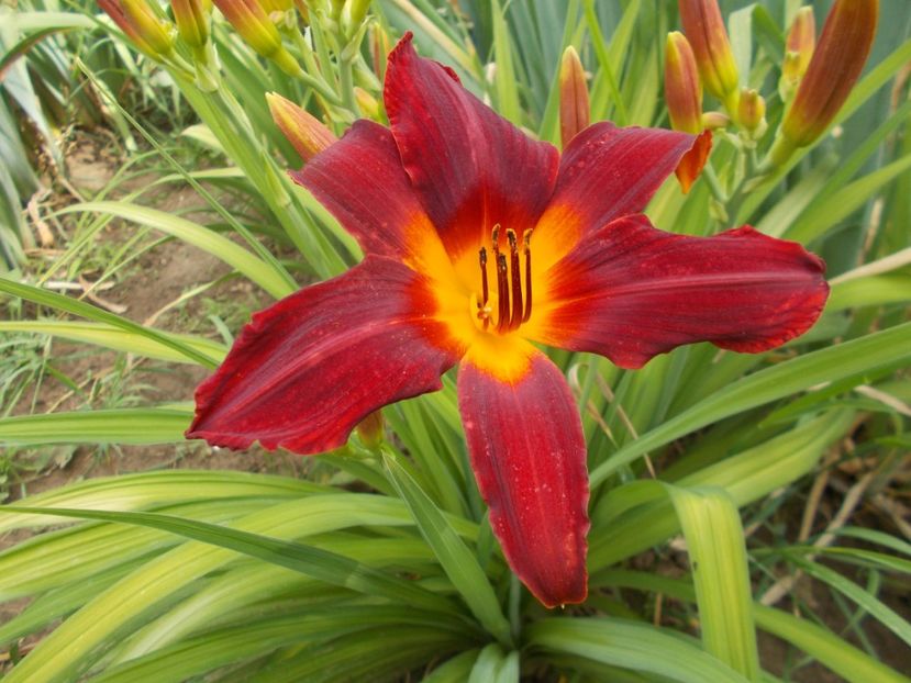  - Hemerocallis 2018