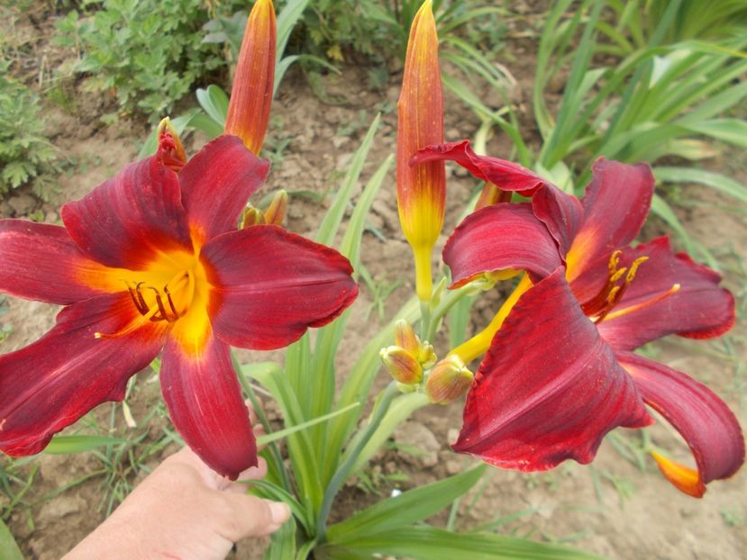  - Hemerocallis 2018