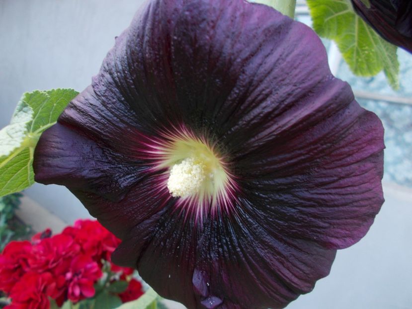  - 2018 Flori de gradina