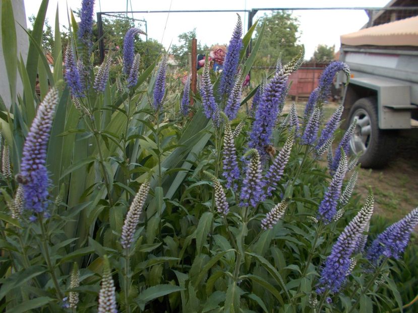  - 2018 Flori de gradina