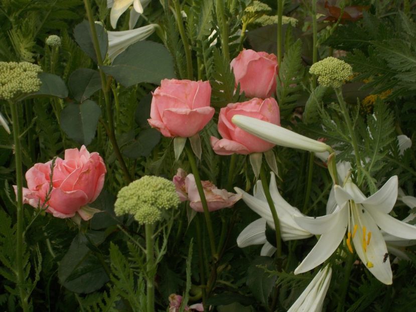  - 2018 Flori de gradina