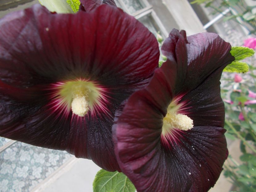  - 2018 Flori de gradina