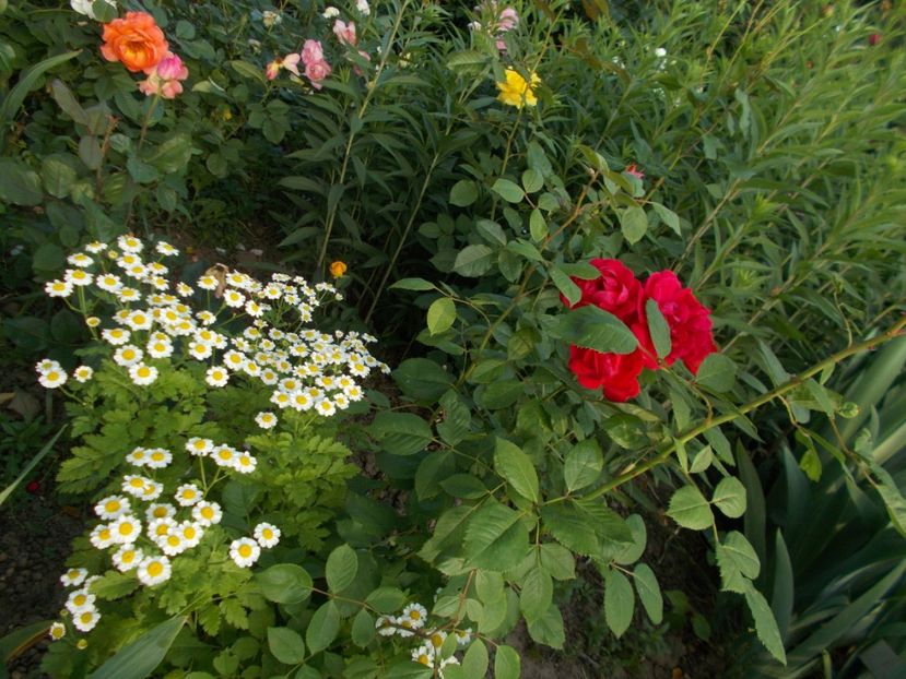  - 2018 Flori de gradina