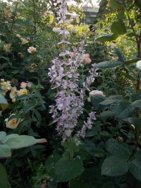  - 2018 Flori de gradina