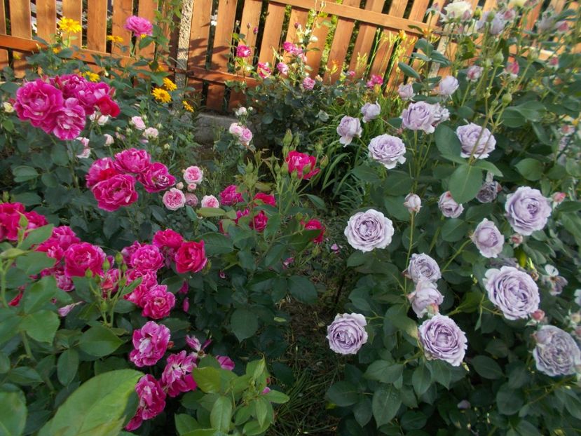  - 2018 Flori de gradina