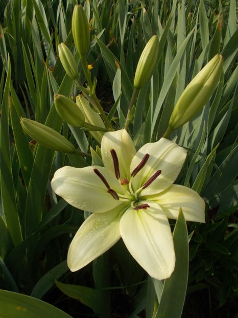  - 2018 Flori de gradina