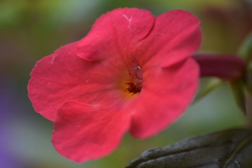 Orange Delight - Achimenes