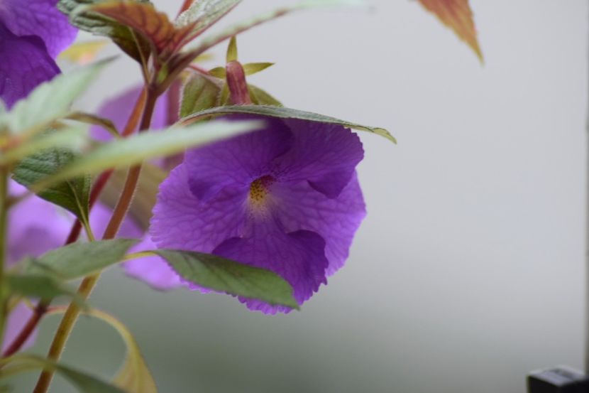  - Achimenes