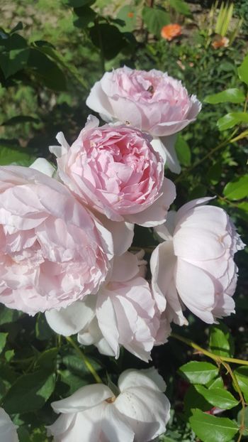  - The Wedgwood Rose