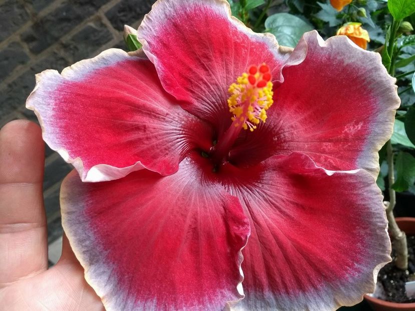 Divine Grace - 0Hibiscus in colectie infloriti