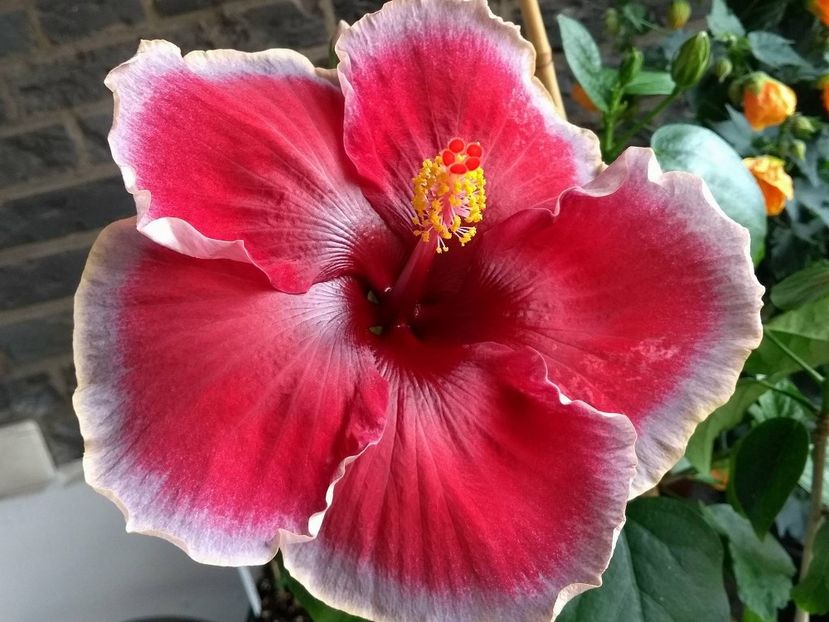 Divine Grace - 0Hibiscus in colectie infloriti