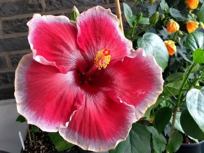 Divine Grace - 0Hibiscus in colectie infloriti