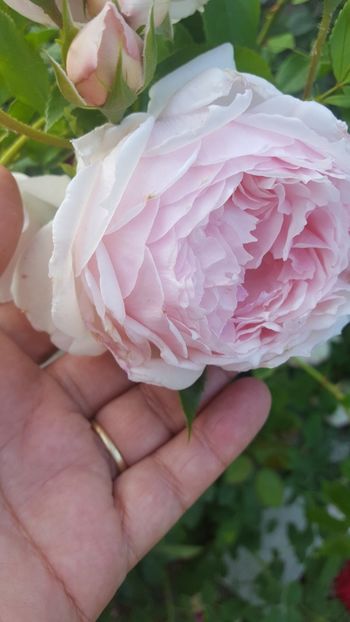 20180526_183602 (1) - The Wedgwood Rose