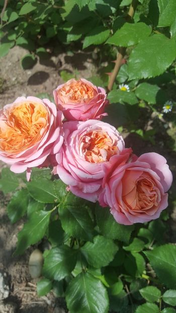 20180524_103745 (1) - Mary Ann